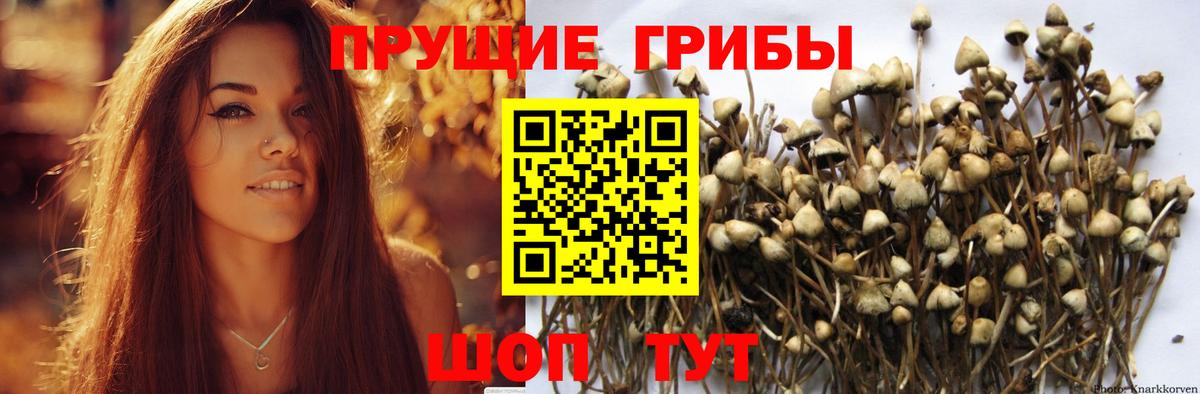 Псилоцибиновые грибы MAGIC MUSHROOMS  Вход с VPN  Вологда 